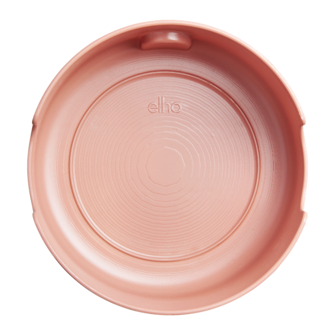 magic microgreens terra caramel